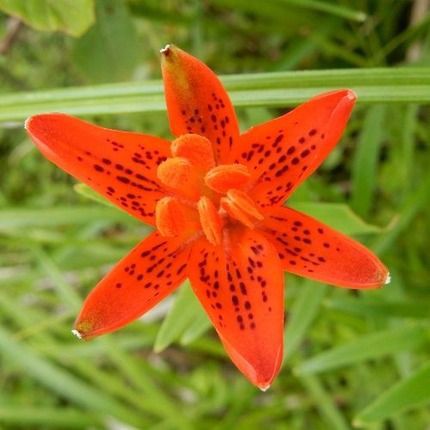 ヒメユリ 山野草の解説 ヒメユリ 山野草の解説