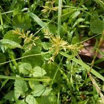 カヤツリソウ 山野草の解説