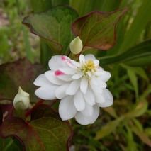 ヤエドクダミ 山野草の解説