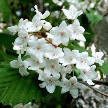 オトコヨウゾメ 山野草の解説