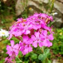 ムシトリナデシコ 山野草の解説 ムシトリナデシコ 山野草の解説