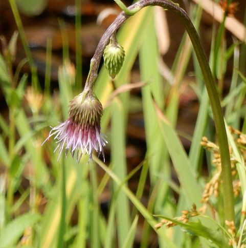 キセルアザミ 山野草の解説