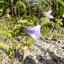 クロホウズキ 山野草の解説