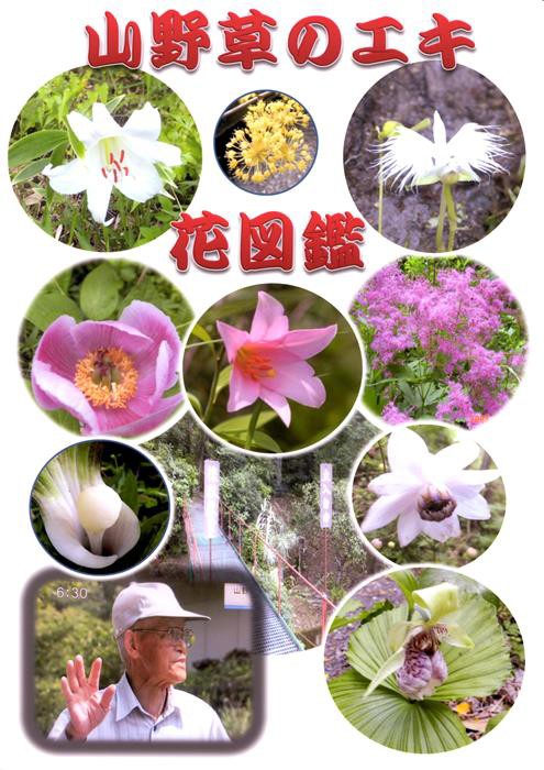 花図鑑 野草 散歩の山野草図鑑｜株式会社シーオーツー