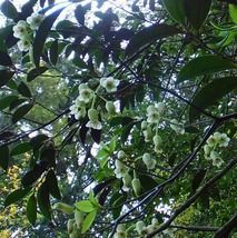 山採り　ウスギヨウラク 石師魂49本ヨリワイヤー仕掛け - ウキのキザクラ