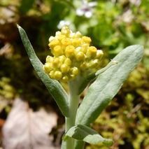 ハハコグサ 山野草の解説