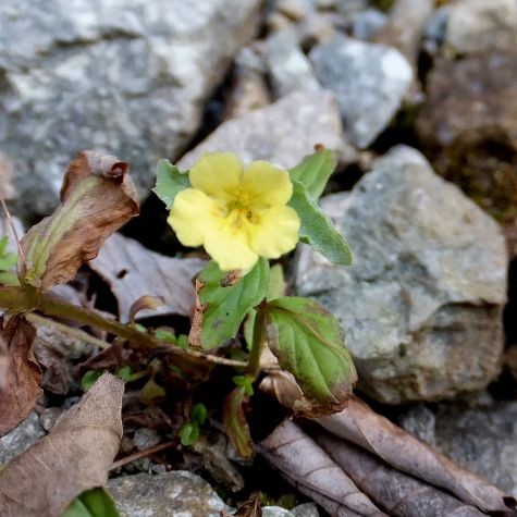 ミゾホウズキ 山野草の解説