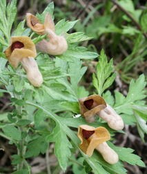 オオバウマノスズクサ 山野草の解説