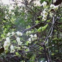 ウスギヨウラク : 山野草の解説