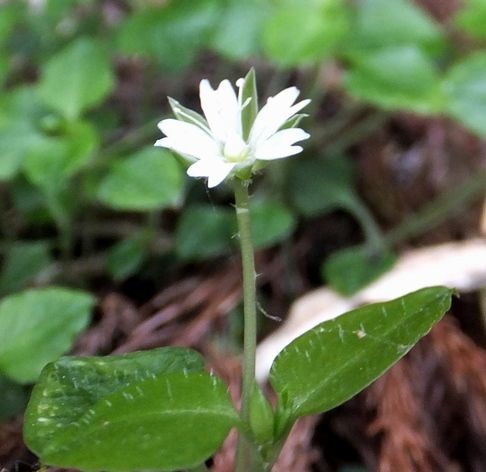 サワハコベ 山野草の解説