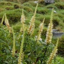 テンニンソウ 山野草の解説