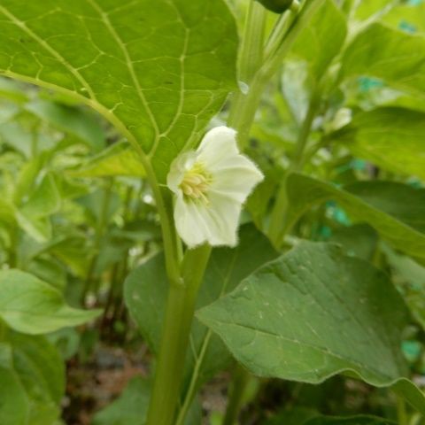 ホウズキ 山野草の解説