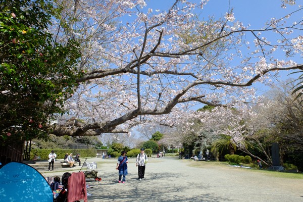 3 28 逗子 披露山公園 桜 開花状況 5分咲き 花ぽたカメラ