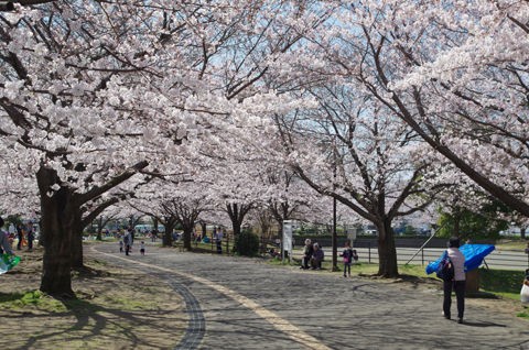 3 31 寒川 さむかわ中央公園 桜 開花状況 見頃 花ぽたカメラ