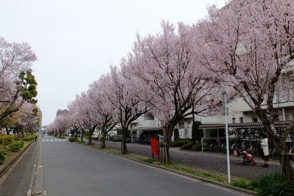 3 30 座間 東原桜並木 桜 開花状況 1分 2分咲き 花ぽたカメラ