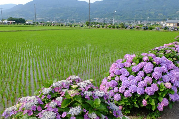 6 15 開成 開成町あじさいの里 アジサイ 開花状況 見ごろ 見ごろ過ぎ 花ぽたカメラ