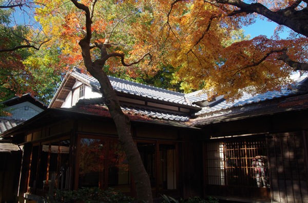 12 3 小田原 松永記念館 紅葉状況 見ごろ 花ぽたカメラ