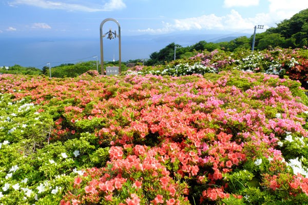 6 5 湯河原 星が山公園 さつきの郷 開花状況 見ごろ 花ぽたカメラ