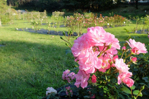 10 15 町田 野津田公園 バラ 開花状況 咲き始め 花ぽたカメラ