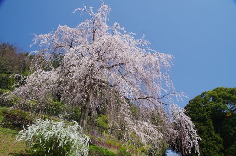 3 30 小田原 長興山 しだれ桜 開花状況 満開 花ぽたカメラ