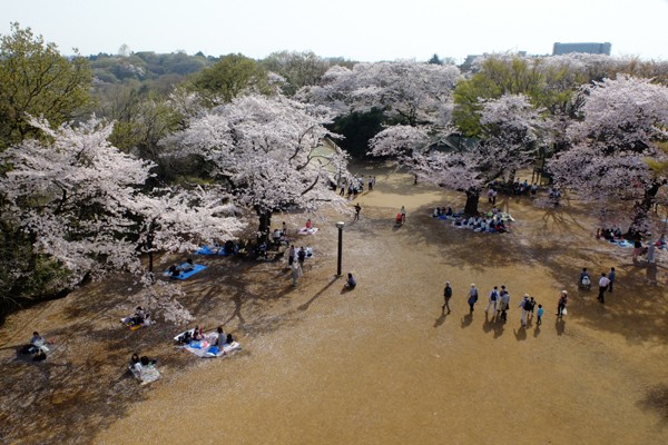 3 29 川崎 生田緑地 桜 開花状況 満開 花ぽたカメラ