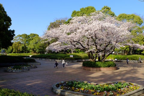 4 2 大和 引地台公園 桜 開花状況 満開 花ぽたカメラ