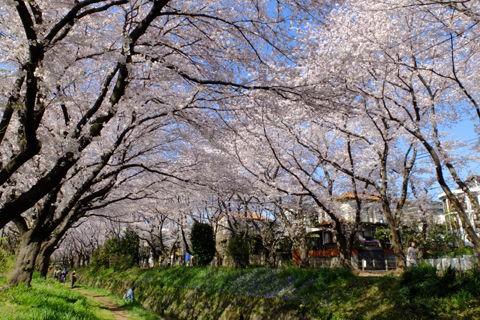 4 2 大和 引地川千本桜 桜 開花状況 満開 花ぽたカメラ