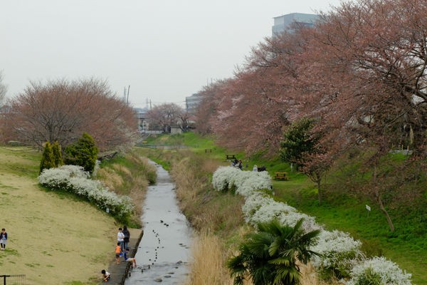 4 6 海老名 相模三川公園 桜 開花状況 満開 花ぽたカメラ