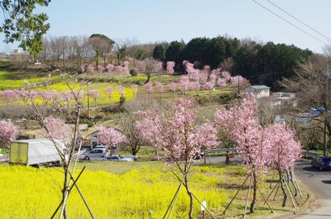3 17 大井 篠窪 菜の花 春めき 開花状況 ４ ５分咲き 花ぽたカメラ