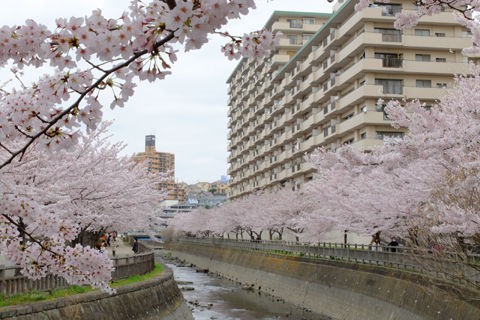4 2 海老名 北部公園付近 桜 開花状況 満開 花ぽたカメラ