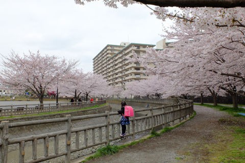 4 2 海老名 北部公園付近 桜 開花状況 満開 花ぽたカメラ