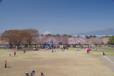 3 31 寒川 さむかわ中央公園 桜 開花状況 見頃 花ぽたカメラ