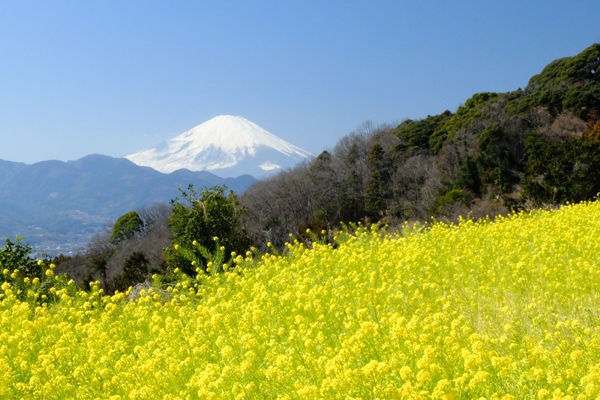 3 3 大井 篠窪 菜の花 開花状況 見ごろ 花ぽたカメラ