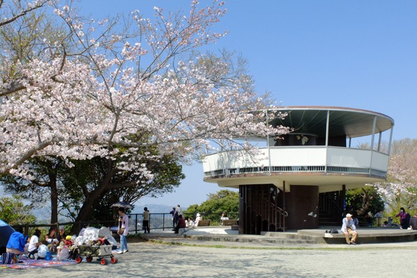 3 28 逗子 披露山公園 桜 開花状況 5分咲き 花ぽたカメラ