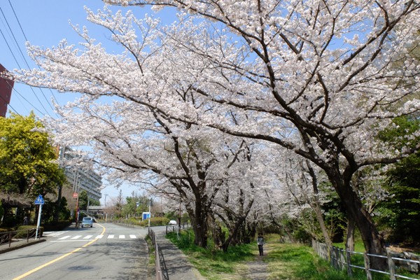 3 29 川崎 白山神社 桜 開花状況 満開 花ぽたカメラ