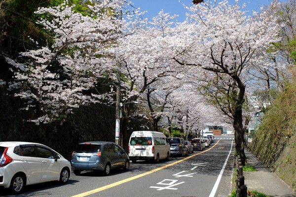 3 28 逗子 桜山中央公園 桜 開花状況 満開 花ぽたカメラ