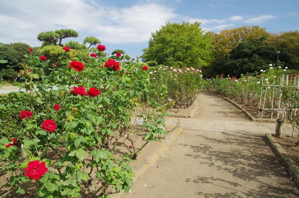 10 27 平塚 平塚市総合公園 バラ 開花状況 見ごろ 花ぽたカメラ