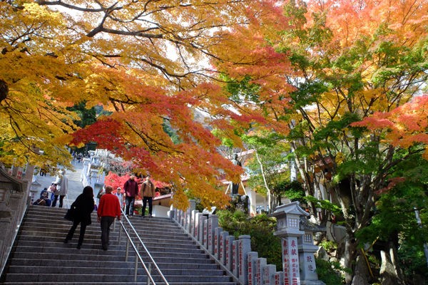 11 18 伊勢原 大山阿夫利神社下社 紅葉状況 見ごろ 花ぽたカメラ