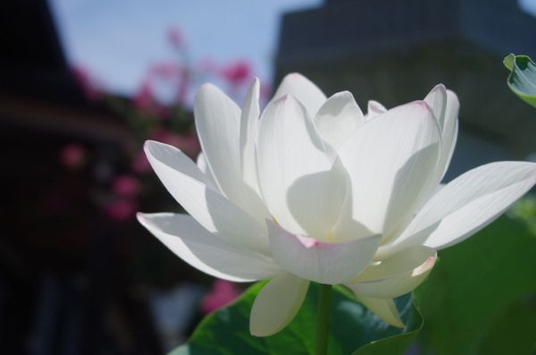 7 25 小田原 蓮華寺 ハス 開花状況 ほぼ終わり 花ぽたカメラ 7 25 小田原 蓮華寺 ハス 開花状況 ほぼ終わり 花ぽたカメラ