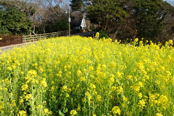 1 21 横須賀 くりはま花の国 菜の花 開花状況 見ごろ 花ぽたカメラ