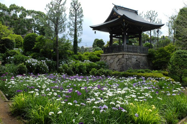 6 12 横浜 正覚寺 ハナショウブ アジサイ 開花状況 見ごろ 花ぽたカメラ