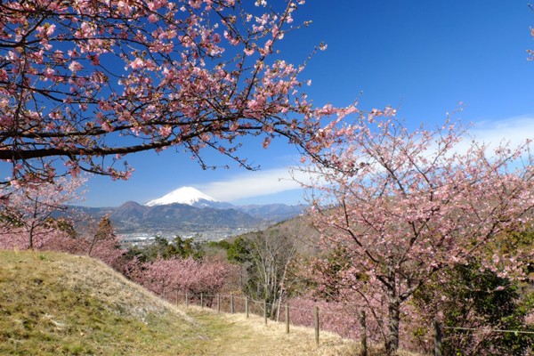ゆめ 里 おおい の