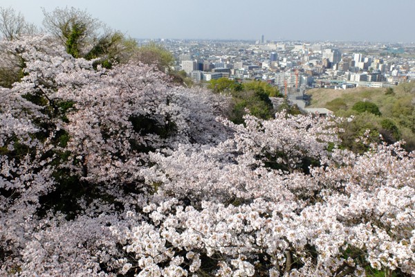 3 29 川崎 生田緑地 桜 開花状況 満開 花ぽたカメラ