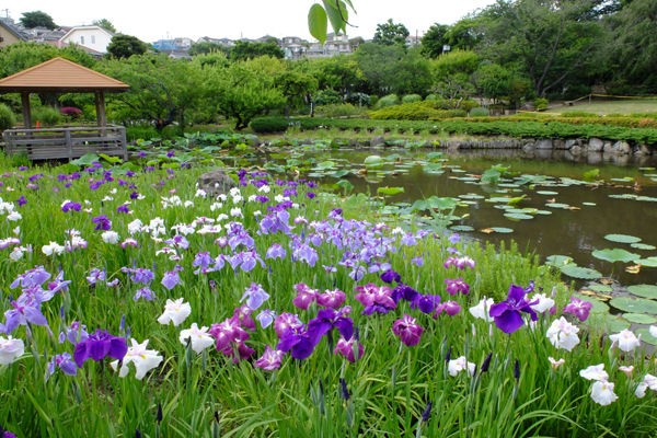6 12 横浜 馬場花木園 ハナショウブ 開花状況 見ごろ 花ぽたカメラ 6 12 横浜 馬場花木園 ハナショウブ 開花状況 見ごろ 花ぽたカメラ
