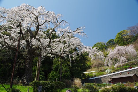 3 30 小田原 長興山 しだれ桜 開花状況 満開 花ぽたカメラ