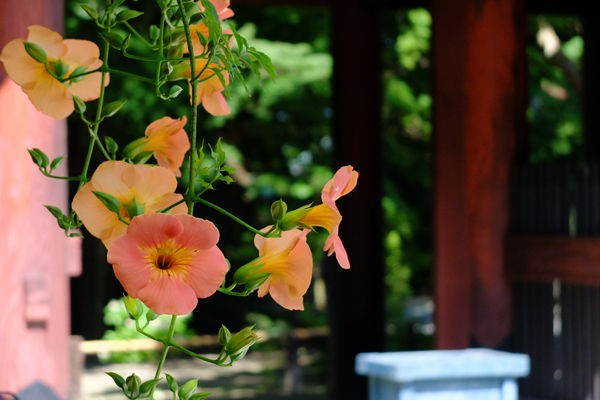 7 7 鎌倉 妙本寺 ノウゼンカズラ 開花状況 見ごろ 花ぽたカメラ