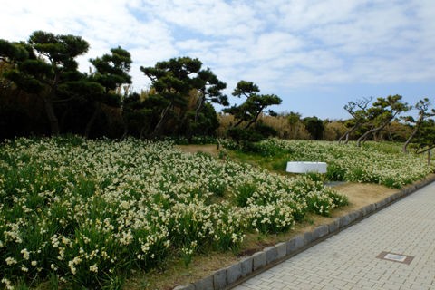 2 21 三浦 城ヶ島公園 スイセン 開花状況 満開 やや見頃過ぎ 花ぽたカメラ