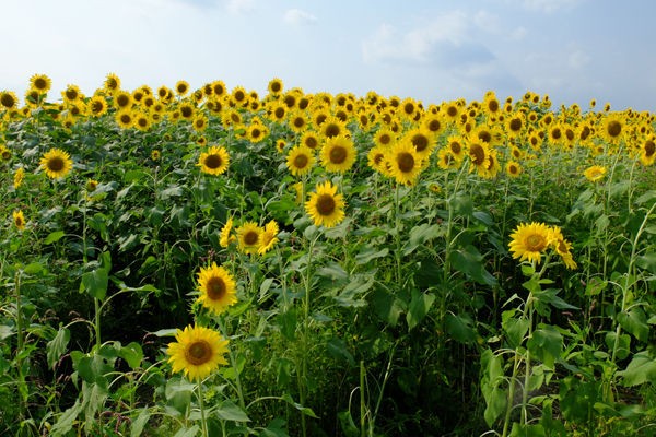 8 13 座間 ひまわりまつり ヒマワリ 開花状況 見ごろ 花ぽたカメラ