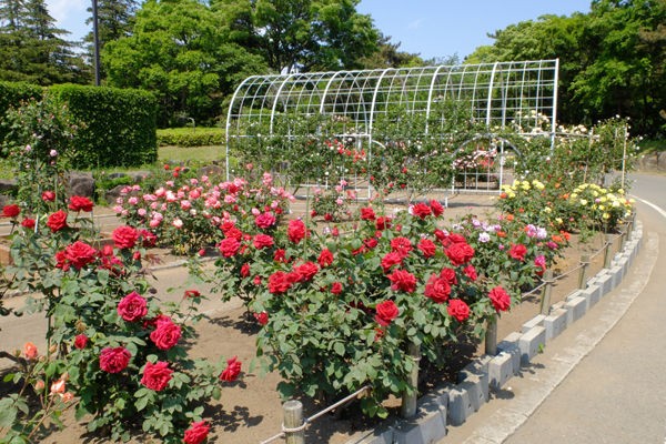 5 10 平塚 平塚市総合公園 バラ 開花状況 見ごろ 花ぽたカメラ