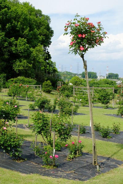 5 11 町田 野津田公園 バラ 開花状況 2 3分咲き 花ぽたカメラ